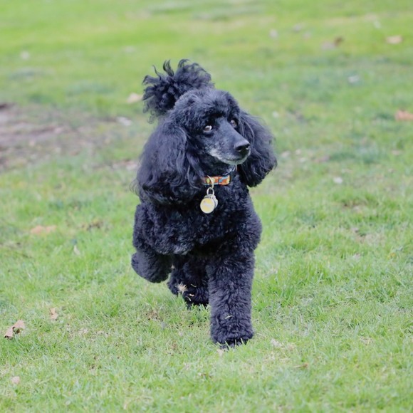 poodlefancy